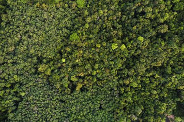Adada tropikal yeşil ormanın havadan görünümü