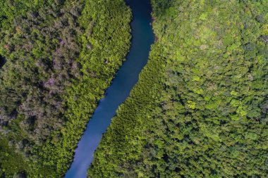 Tropik yağmur ormanı mangrov nehir ve yeşil ağaç üzerinde Adası havadan görünümü