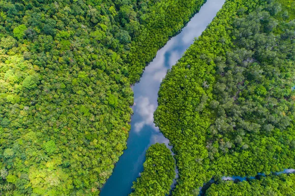 Tropical Rain Forest Mangrove River Green Tree Island Aerial View — Stock Photo, Image