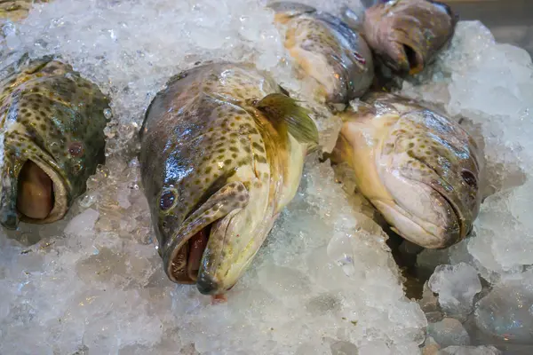 Pesce frutti di mare sul ghiaccio — Foto Stock