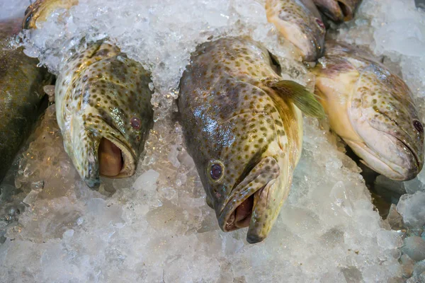 Pesce frutti di mare sul ghiaccio — Foto Stock