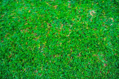 Yeşil Doğa Çim doku dekorasyon arka plan