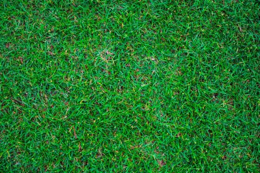 Yeşil Doğa Çim doku dekorasyon arka plan