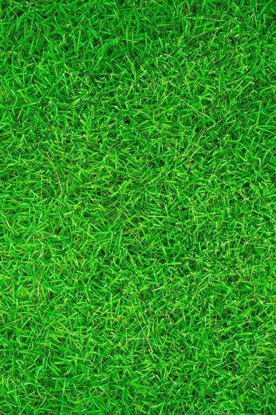 Texture herbe fraîche verte — Photo