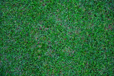 Yeşil Doğa Çim doku dekorasyon arka plan