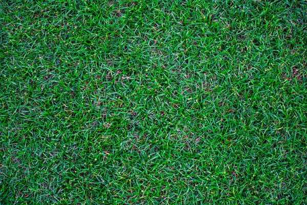 Verde natureza grama textura decoração fundo — Fotografia de Stock