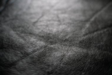 Hakiki eski siyah sığır derisi