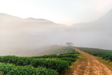 Dağ tepesinde çay tarlası alanı sis ile sabah