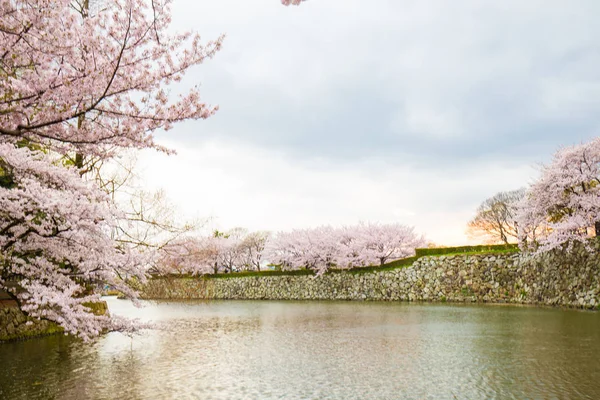 Замок Himeji з вишнею цвітіння сакури квітучі в Хьюго — стокове фото