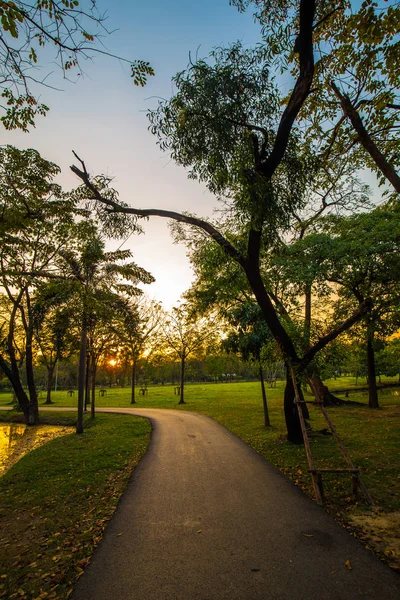 Pôr do sol no parque público da cidade com árvore — Fotografia de Stock