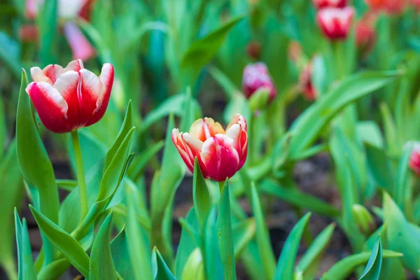 Barevné zimní tulipány v botanické zahradě — Stock fotografie