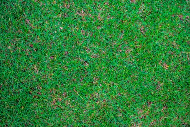 Yeşil Doğa Çim doku dekorasyon arka plan