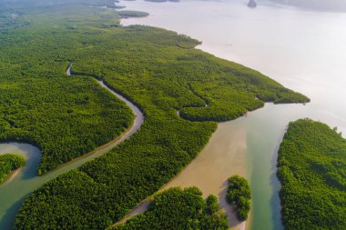 Yeşil derin mangrov orman deniz defne sabah gündoğumu eko doğa sy