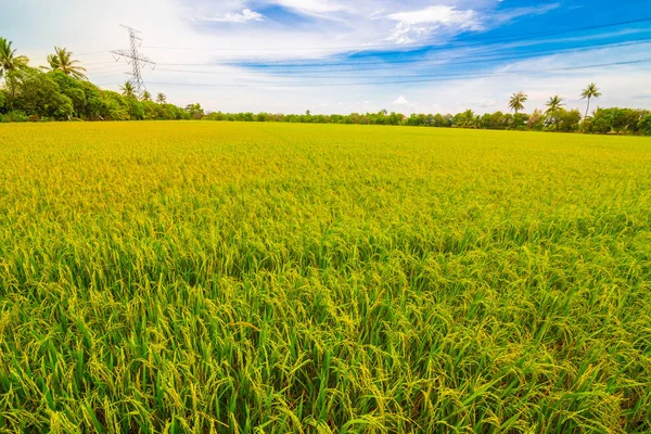Campo de plantación de arroz amplio ángulo con cielo azul paisaje de la naturaleza —  Fotos de Stock