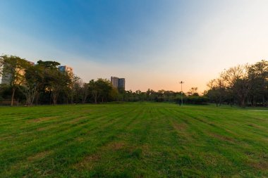 Yeşil ağaç ile kamu parkta siluet günbatımı renkli gökyüzü bir