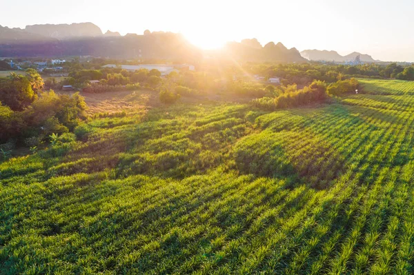 Luftaufnahme von Zuckerrohrplantage Feld mit Sonnenuntergang Licht — Stockfoto