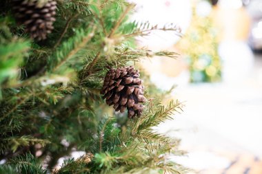 Çam meyve bulanık arka plan ile noel ağacının yakın