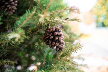 Çam meyve bulanık arka plan ile noel ağacının yakın