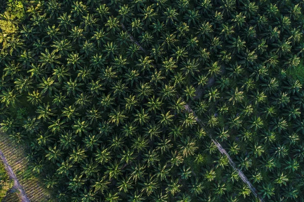 Campo de plantação de palmeiras vista aérea verde árvore fundo — Fotografia de Stock