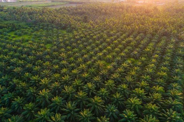 Palme Plantage Feld Luftbild grün Baum Hintergrund — Stockfoto