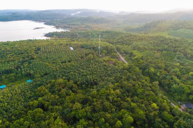 Adada yol ile havadan görünümü tropikal yeşil orman