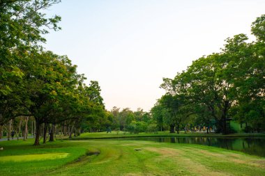 Çayır ve ağaç ile yeşil park gün batımı