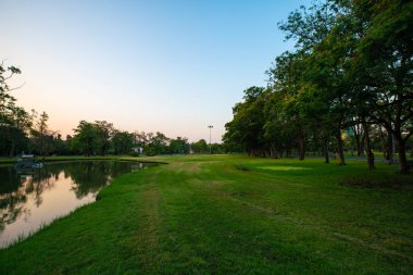 Çayır ve ağaç ile yeşil park gün batımı