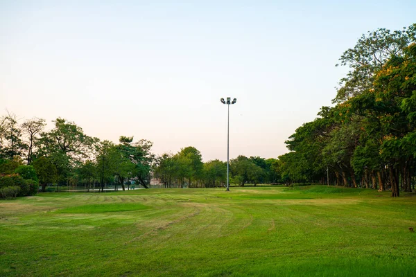 Parque verde atardecer con prado y árbol — Foto de Stock