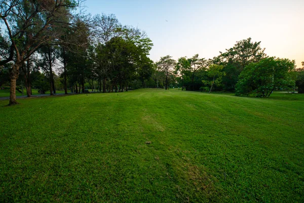Zielony park zachód słońca z łąką i drzewem — Zdjęcie stockowe