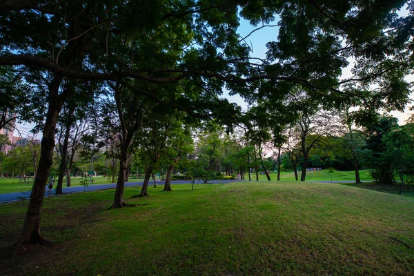 Green Park Sunset met weide en boom — Stockfoto