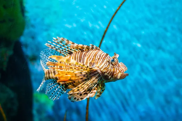 Барвисті загальні льотні риби (Turkeyfish, Червона льотна риба) Пті v — стокове фото