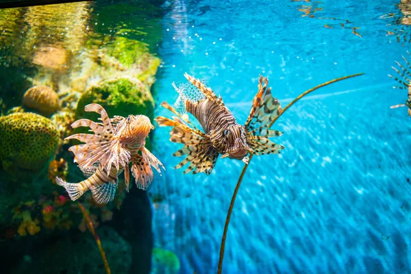 Kleurrijke van gemeenschappelijke lionfish (Turkijvis, rode lionfish) Pterois v — Stockfoto