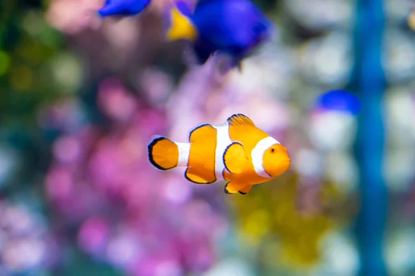 Nemo clown fish nella bellissima barriera corallina — Foto Stock