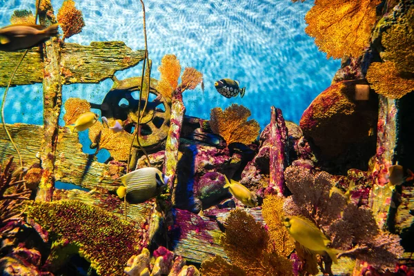 Vida marina arrecife de coral peces tropicales — Foto de Stock