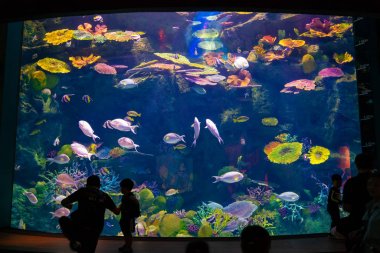Tayland, Bangkok - Şubat 23, 2019: Siamparagon alışveriş merkezinde Sea Life Bangkok Ocean World Aquarium zevk Turist