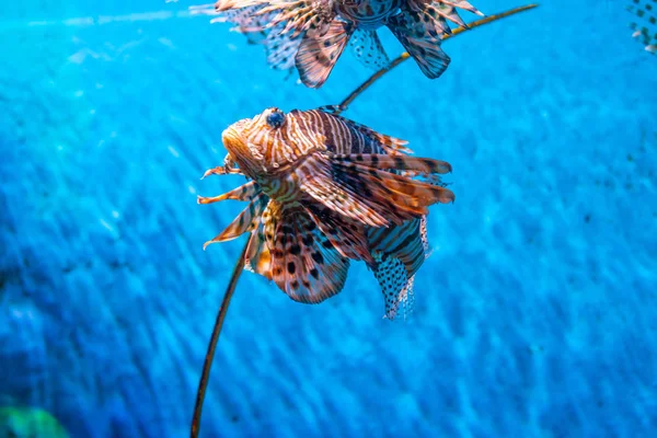 Kleurrijke van gemeenschappelijke lionfish (Turkijvis, rode lionfish) Pterois v — Stockfoto