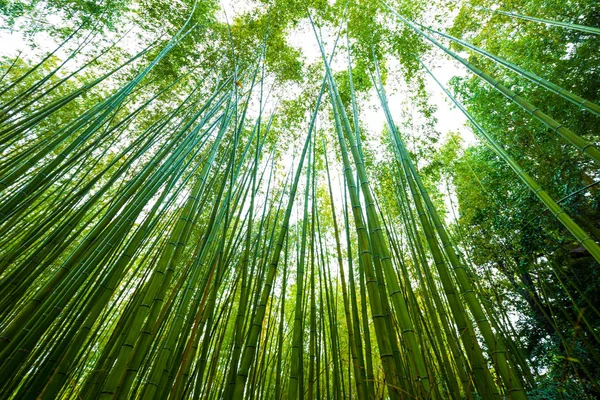 Fond de forêt de bambous verts à Arashiyama Kyoto — Photo