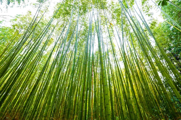 Fundo verde da floresta de bambu em Arashiyama Kyoto — Fotografia de Stock