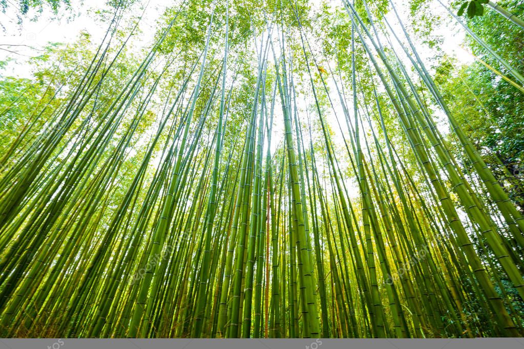 Green bamboo forest background in Arashiyama Kyoto