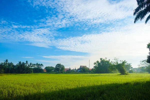 Landschaft der Reisplantage Feld Morgen Sonnenaufgang — Stockfoto