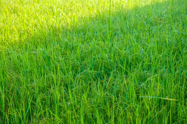 Landscape of rice plantation field morning sunrise — Stock Photo, Image