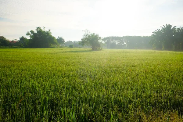 Landschap van rijst plantage veld ochtend Sunrise — Stockfoto