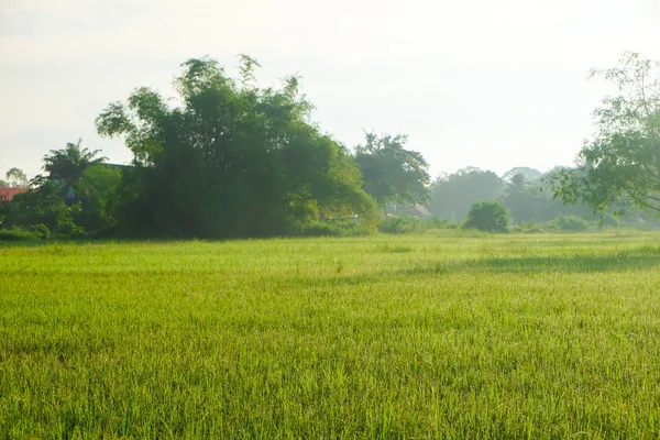 Paisaje del campo de plantación de arroz amanecer por la mañana —  Fotos de Stock