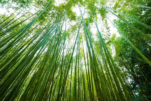 Grön bambu Forest bakgrund i Arashiyama Kyoto — Stockfoto