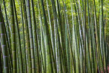 Arashiyama Kyoto yeşil bambu orman arka plan