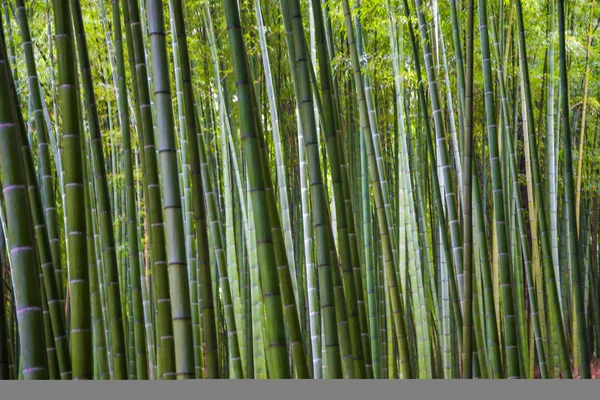 Green bamboo forest background in Arashiyama Kyoto — Stock Photo, Image