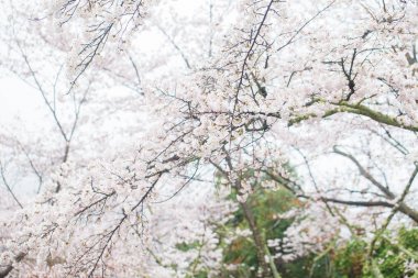 Tam çiçek pembe sakura park nisan sonbahar