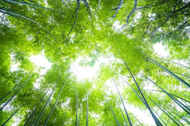 Arashiyama Kyoto yeşil bambu orman arka plan