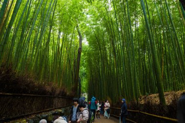 Arashiyama Kyoto yeşil bambu orman arka plan
