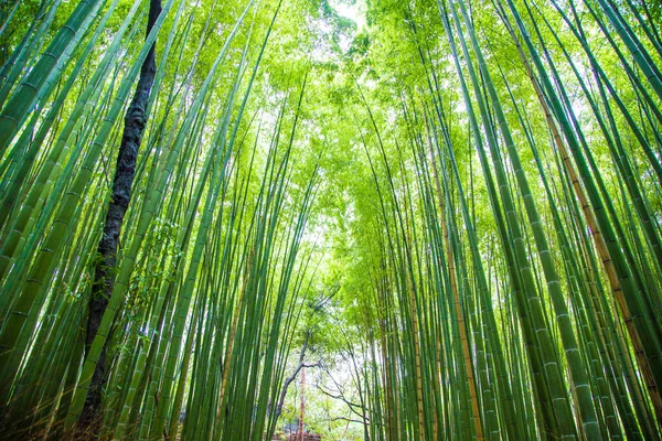 Groene bamboe bos achtergrond in Arashiyama Kyoto — Stockfoto